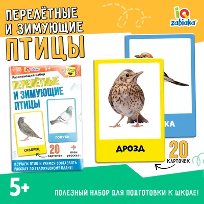 Книга: \"Почему Тюпа не ловит птиц\" - Евгений Чарушин. Купить книгу, читать  рецензии | ISBN 978-5-4453-0002-1 | Лабиринт