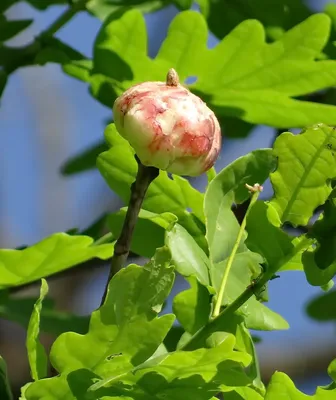 Характеристики древесины дуба. Где используется древесина