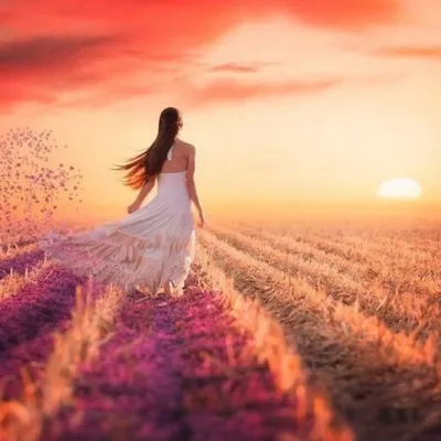 Летнее солнечное утро Благоприятные моменты Гармония в душе Красная Роза  Стоковое Изображение - изображение насчитывающей красно, трава: 165129181