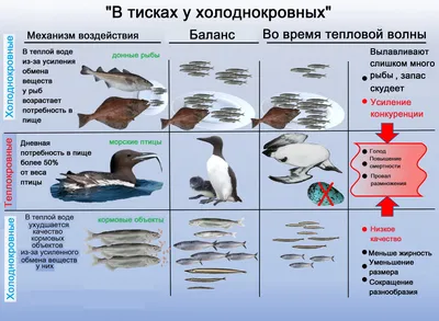 Щеглы - это не вид, а несколько разных птиц | Птица дома | Дзен