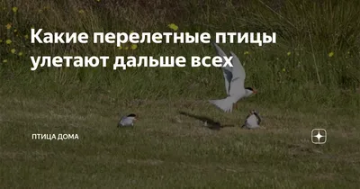 Ворона :: animals talk to you? :: живность :: птицы :: гиф анимация (гифки  - ПРИКОЛЬНЫЕ gif анимашки) / смешные картинки и другие приколы: комиксы, гиф  анимация, видео, лучший интеллектуальный юмор.