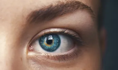 Глаза в глаза: голубая гортензия и ароматный эвкалипт по цене 3240 ₽ -  купить в RoseMarkt с доставкой по Санкт-Петербургу