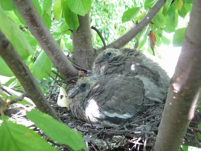 Файл:Wood Pigeon Nestling.jpg — Википедия