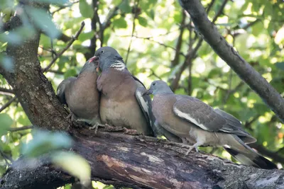 Фотокаталог птиц: Вяхирь (Columba palumbus)