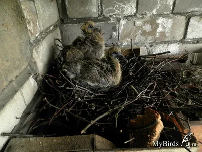 PHOTOS/aves/13 COLUMBIFORMES COLUMBIDAE Columba  palumbus/nestling_Columba_palumbus201206071620