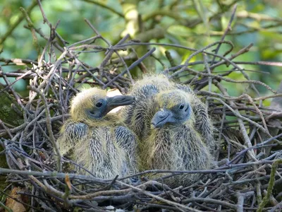 PHOTOS/aves/13 COLUMBIFORMES COLUMBIDAE Columba  palumbus/nestling_Columba_palumbus200805101337-1