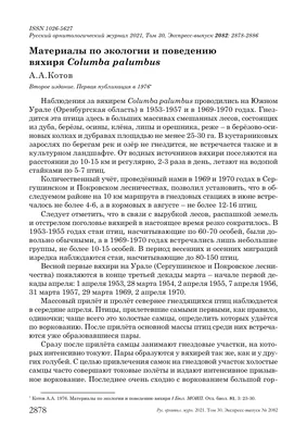 Весенняя перекличка-2019» – вяхирь - Атлас птиц Уфы