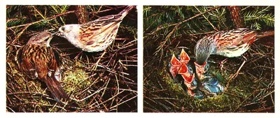 Вяхирь (Columba palumbus). Фотогалерея птиц. Фотографии птиц России,  Беларуси, Украины, Казахстана, Таджикистана, Азербайджана.