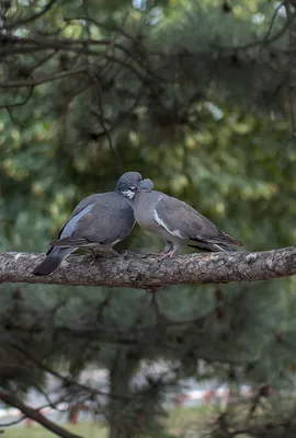 Из жизни вяхирей из дендропарка | BirdWatch.by