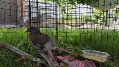 PHOTOS/aves/13 COLUMBIFORMES COLUMBIDAE Columba  palumbus/nest_with_bird_Columba_palumbus201206031427