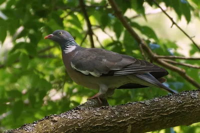 Вяхирь (Columba palumbus)