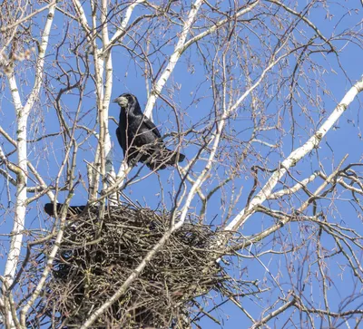 Картинка гнездо городской птицы фотографии