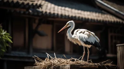 Igdir, аист, гнездо, яйцо, купол, мечеть, минарет, ислам, птица,  Birdwatching, Турция, Ближний Восток, ландшафт, вид с воздуха Стоковое Фото  - изображение насчитывающей дел, зодчества: 155451548