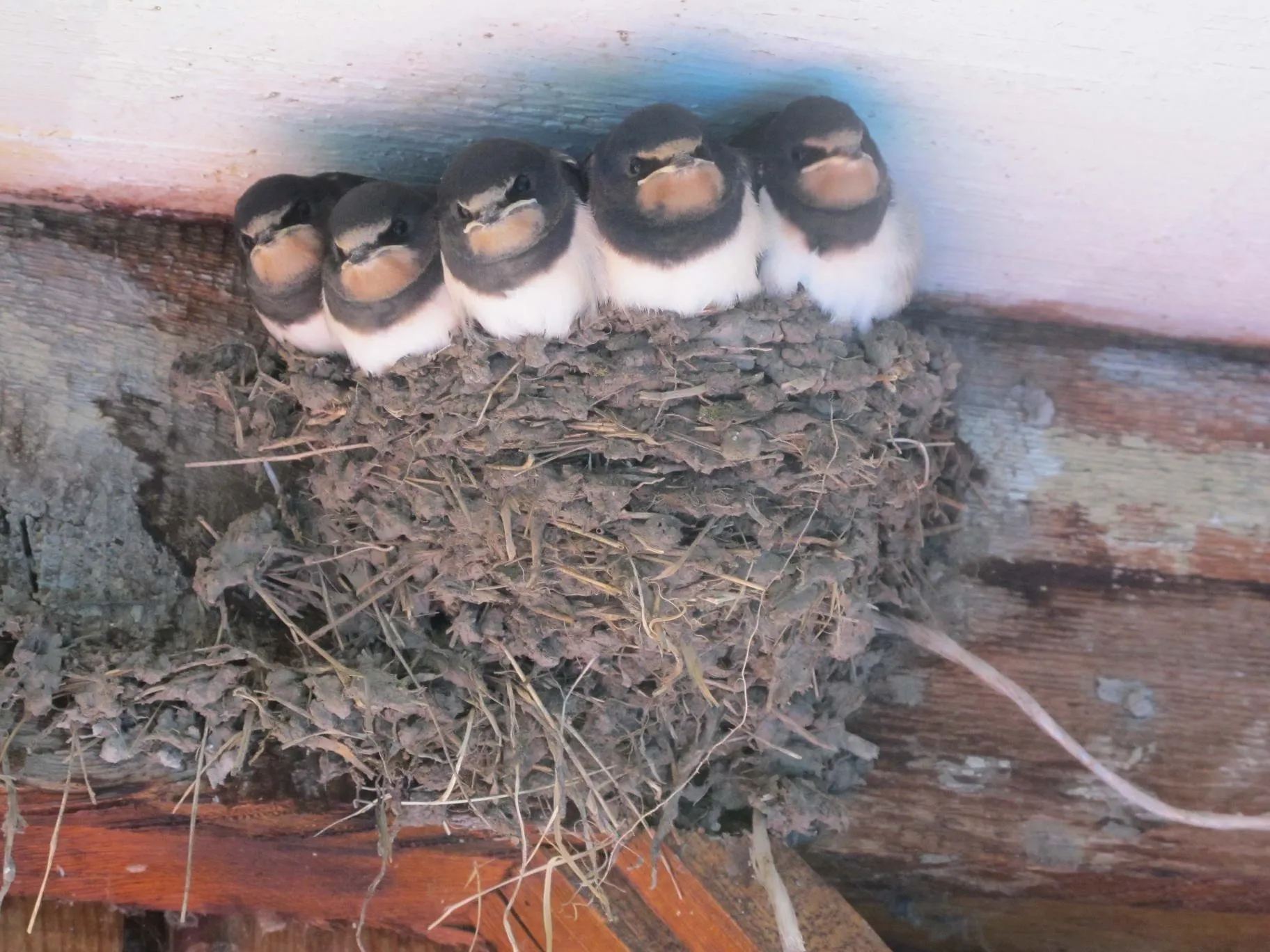 Гнезда птиц под крышей дома. Гнездо ласточки береговушки. Гнездо деревенской ласточки. Гнездо ласточки под крышей. Гнездо под крышей.