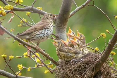 Пернатые вестники весны: какие птицы к нам уже прилетели