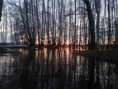 Картина \" Пение птиц\" на натуральном хлопковом холсте, на подрамнике, в  подарок для интерьера