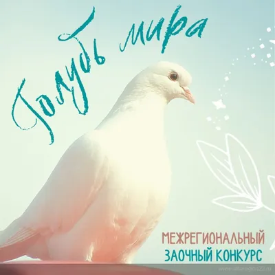 Голубь мира | Пикабу