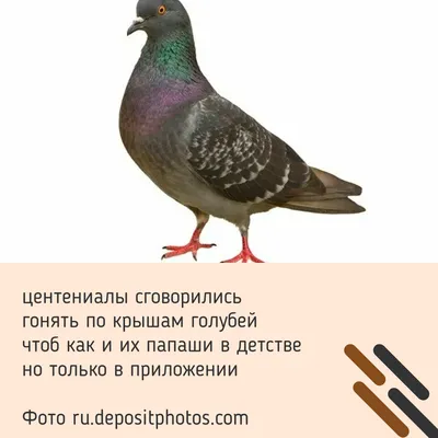 Кто подстрелит голубя: начинается сезон охоты на дичь по новым правилам -  11.03.2021, Sputnik Беларусь