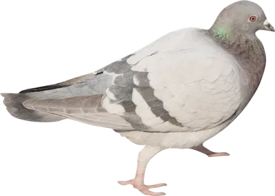 Птица голубя голубя, изолированный голубь Стоковое Фото - изображение  насчитывающей влюбленность, вихрун: 101334660