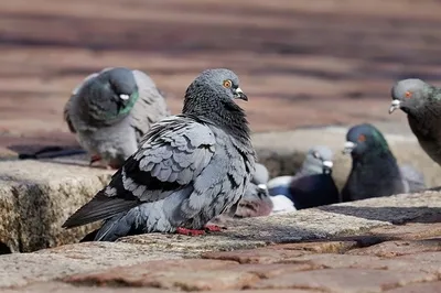 Двухголового голубя-мутанта сняли на видео в Москве
