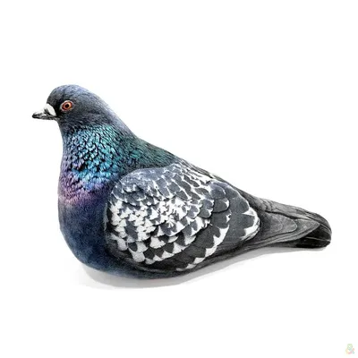 Картинка голубя: бесплатное скачивание в любом формате | Голубь Фото №10422  скачать