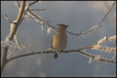 ФОТО: Смотрите, как городские птицы кормят друг друга - Delfi RUS