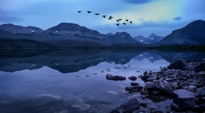 Картинка Птицы америка Glacier National Park, Rocky Mountains,