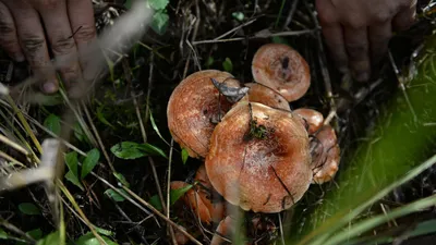 Гриб Рыжик настоящий Lactarius deliciosus - купить мицелий грибов в  интернет-магазине