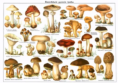 Mushrooms - Рыжик Гриб рыжик имеет шляпку, достигающую у зрелых  представителей 15 см, плоскую, но чаще вдавленную в центре. Края немного  согнуты. В процессе созревания шляпка становиться воронковидной  (отличительный признак рыжиков). Оттенки