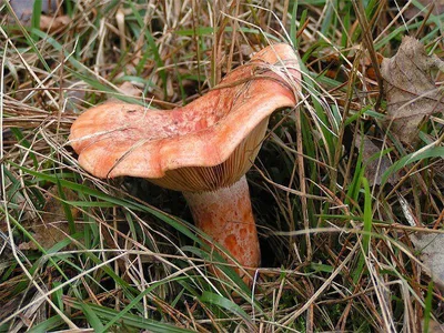 Грибы Калужской области: Рыжик настоящий (Lactarius deliciosus) Все фото  гриба на сайте