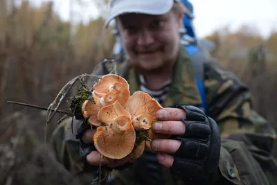 Мицелий Рыжика обыкновенного / Рыжик настоящий (Lactarius deliciosus)