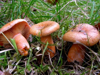 Рыжик неяркий (Lactarius quieticolor) – Грибы Сибири