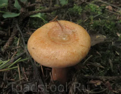 Мицелий Рыжика елового / Еловик (Lactarius deterrimus)