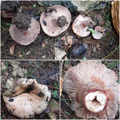 Lactarius deterrimus, Рыжик еловый