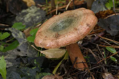 Рыжик сосновый - Lactarius deliciosus - Грибы Уломы Железной