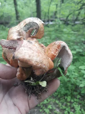 Рыжик еловый (Lactarius deterrimus) – Грибы Сибири