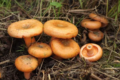 Cantharellus cibarius, Лисичка обыкновенная