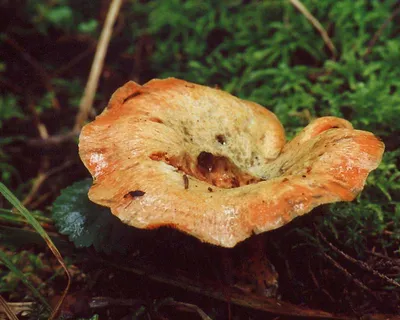 Рыжик еловый - Lactarius deterrimus - Грибы Уломы Железной