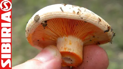 Lactarius deterrimus, Рыжик еловый