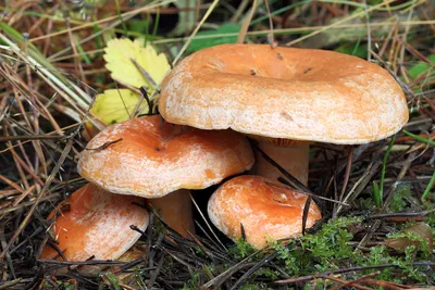 Рыжик еловый - Lactarius deterrimus - Грибы Уломы Железной