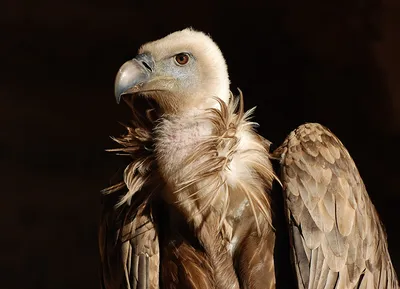 Фотографии гриф птица Griffon vulture Клюв животное