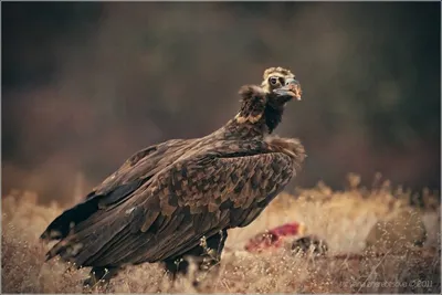 Черный Гриф, Coragyps Atratus, Одной Птицы На Пост, Бразилия Фотография,  картинки, изображения и сток-фотография без роялти. Image 22866702