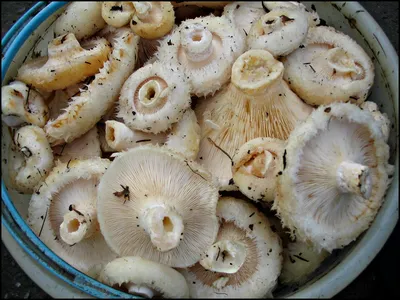 Груздь белый - Lactarius resimus - Грибы Уломы Железной