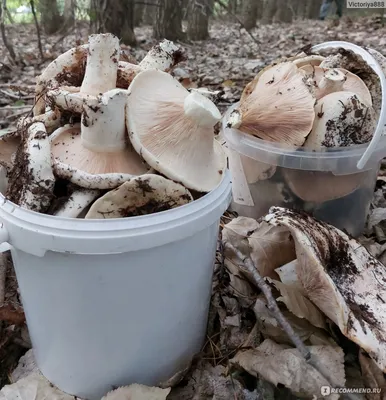 Груздь жёлтый - Lactarius scrobiculatus - Грибы Уломы Железной