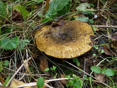 Lactarius (Lactifluus) glaucescens, Груздь (млечник) сизоватый