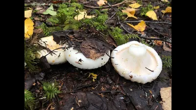 Lactarius necator, Черный груздь (чернушка)