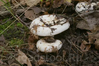 Груздь синеющий - Lactarius repraesentaneus - Грибы Уломы Железной