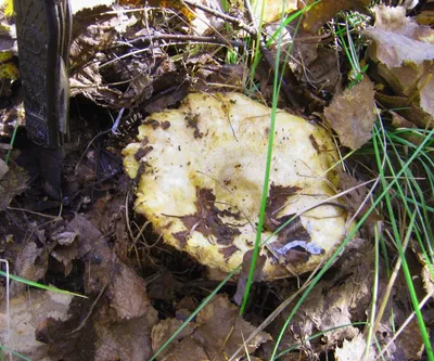 Груздь настоящий (Lactarius resimus) – Грибы Сибири