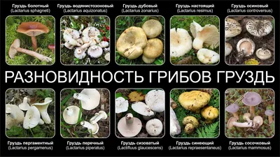 Груздь настоящий (сырой), Lactarius resimus - Грибы Средней Полосы