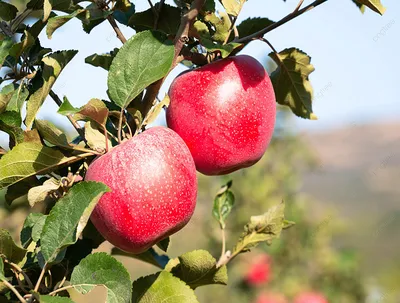 Простое спелое яблоко красное яблоко одно яблоко на белом фоне И картинка  для бесплатной загрузки - Pngtree